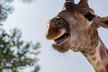 Obraz premium Giraffe sticking it's tongue out, isolated on blue