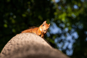 Squirrel upside down on a tree in the woods