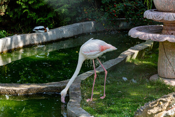 photo of pink flamingo at the zoo