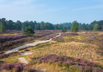 colorful purple heather  and trees on heath near zeist in the netherlands