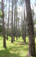 Obraz premium Beautiful summer sunny landscape in pine forest with tall slender trunks of coniferous trees