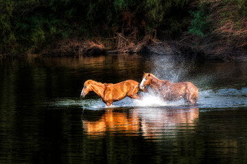 Salt River Wild Horses - obrazy, fototapety, plakaty
