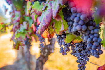 Vigna, uva, dolcetto, nebbiolo