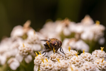 Fly on small white flowers collects pollen. Macro.