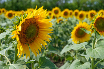 Blooming Sunflower Close-up on the Background of a Sunflower Field. Harvest Time, Farming Concept. Sunflower Cultivation at Sunrise.