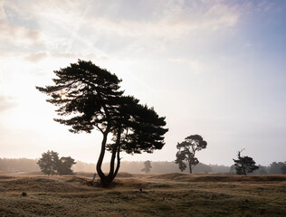 silhouettes of pine trees on the moor between zeist and driebergen in dutch province of utrecht in...
