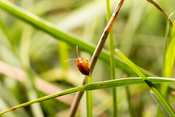 Brown mustachioed beetle, crawling up the grass, macro