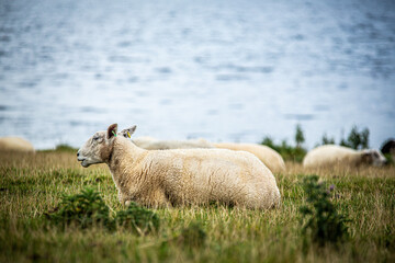 Sheep in countryside United Kingdom