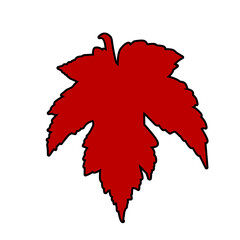 Maple leaf isolated on white