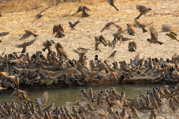 Fototapeta premium Cape Sparrow birds at waterhole in Kgalagadi