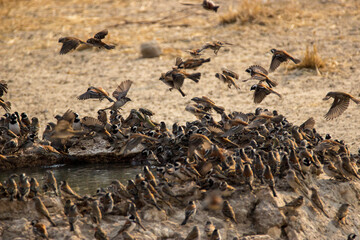Cape Sparrows (Mossies) in flight at waterhole