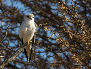 Bird of Prey - Black-shouldered Kite on branch