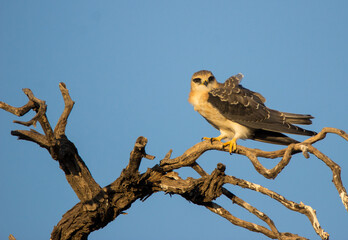 Black-winged Kite bird of Prey on branch