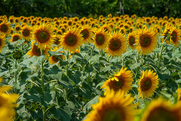 Fototapeta premium Blooming Numerous Half Flowers in the Field. Harvest Time, Farming Concept. Sunflower Cultivation at Sunrise.
