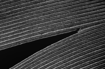 extreme macro detail of a black feather. textured close-up of a bird's feather
