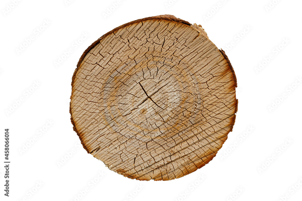 Poster birch log cut isolated on white background