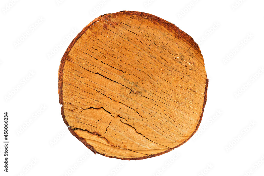 Poster birch log cut isolated on white background