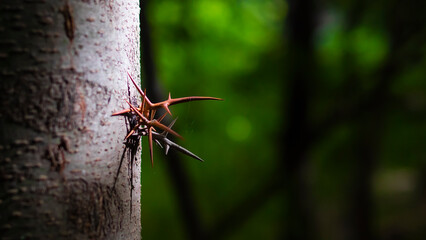 tree with sharp spikes on trunk