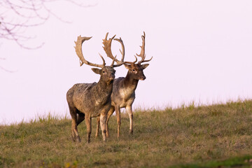 Two fallow deer, dama dama, stags walking side by side on meadow during a duel over territory. Wild spotted animals challenging each other in rutting season.