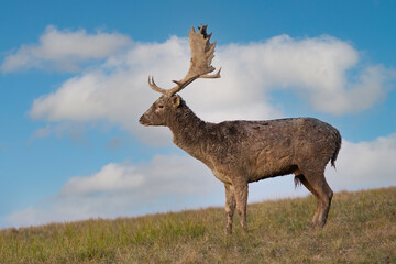 Fallow deer, dama dama, standing on grass from profile in autumn. Antlered male observing on field with blue sky in background. Stag watching in horizon.