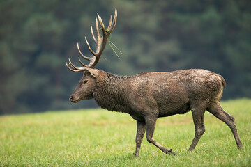 Red deer, cervus elaphus, walking on meadow in autumn nature from side. Brown stag moving on grassland in fall wilderness. Antlered mammal looking to the ground.