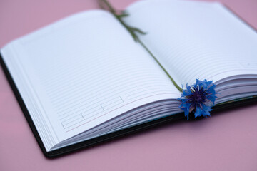 A blue cornflower lies on the white pages of an open diary.