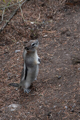 Johnson Cannon Canada Banff National Park Chipmonk