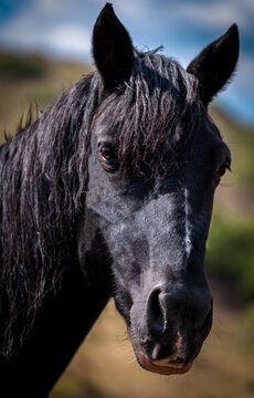 A closeup portrait of the face of a horse. Black horse head isolated on prairie background.