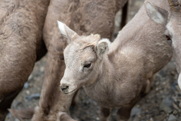 Canada Banff National Park Mountain Goat Baby