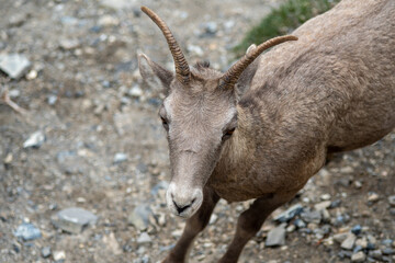 Canada Banff National Park Mountain Goat 