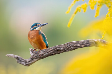 Adorable common kingfisher, alcedo atthis, sitting on a twig in the autumn morning. Colorful natural scenery with a orange bird and yellow plants. Animal wildlife with copy space.