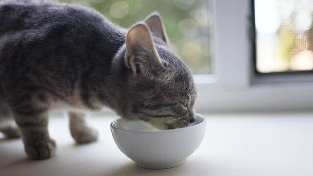 Adorable gray little kitten eats cat food milk from a bowl. Tabby funny one kitten with appetite, muzzle stained in food. Family caring animals
