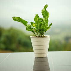 horseradish leaves in a pot for plants on a terrace in the hills, central croatia