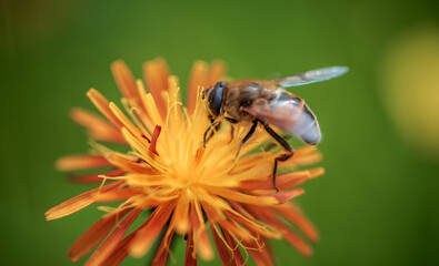 Bee pollinating and collects nectar from the flower of the plant