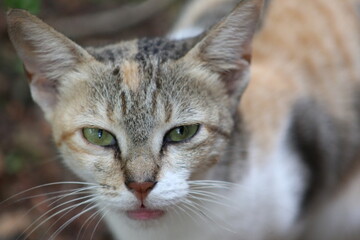 why so serious? kitten