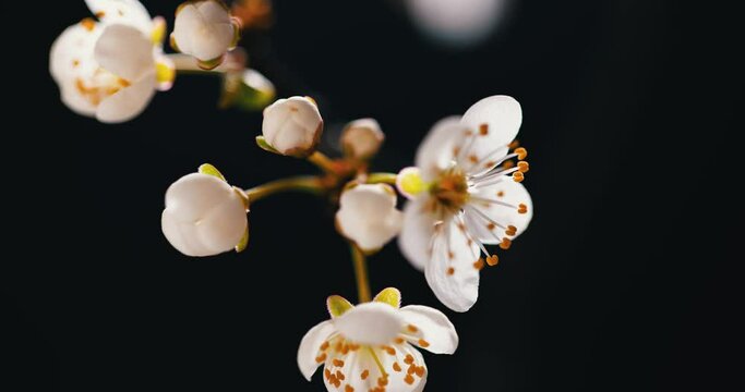 Timelapse of blooming spring flowers.Fruit plant flowers bloom. Blooming garden in spring on a black background. Nature comes to life and blooms. 4k. UHD format. High quality 4k footage
