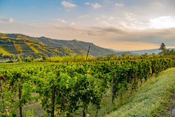 Fototapeta na wymiar Vigne - Paesaggio - Piemonte - Langhe - Mango - Italia