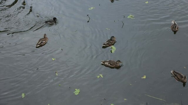 ducks swim on the water in the pond