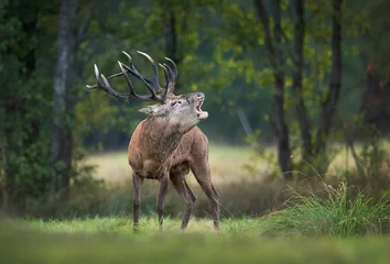Poster Im Rahmen European deer male buck ( Cervus elaphus ) during rut © Piotr Krzeslak