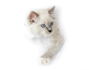 Ragdoll cat in light room