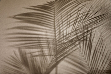 Shadows of tropical palm branches on light wall
