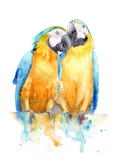watercolor drawing of a pair of birds in love - Blue and yellow macaw