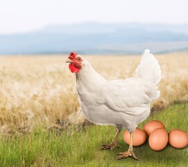 Brown chicken or hen with collection of fresh eggs