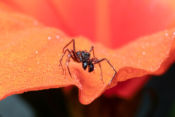 beautiful Male ant mimicking spider sits on a orange hibiscus flower