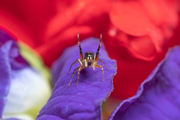 beautiful Metallic Jumping spider on a blue flower showing threat posture