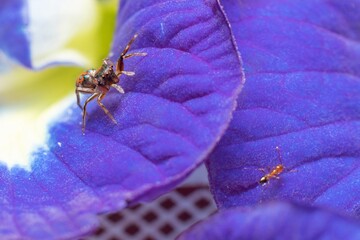 beautiful Metallic Jumping spider on a blue flower waiting for prey