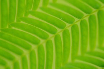 green texture privett bush abstract