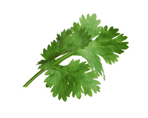Fresh green coriander leaves isolated on white