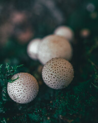 White mushrooms