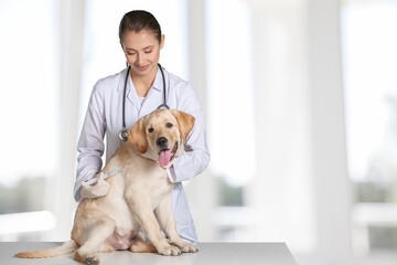 Young veterinarian checking up the dog on table in a veterinary clinic.